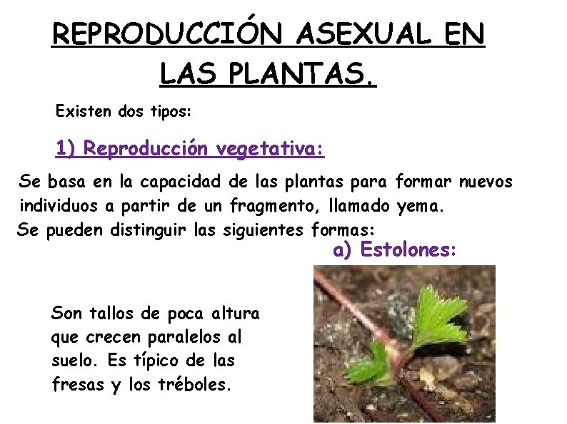 REPRODUCCIÓN ASEXUAL EN LAS PLANTAS. Existen dos tipos: 1) Reproducción vegetativa: Se basa en