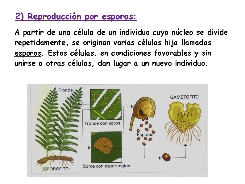2) Reproducción por esporas: A partir de una célula de un individuo cuyo núcleo