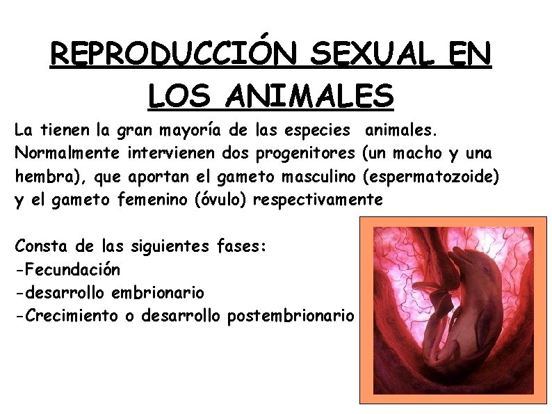 REPRODUCCIÓN SEXUAL EN LOS ANIMALES La tienen la gran mayoría de las especies animales.