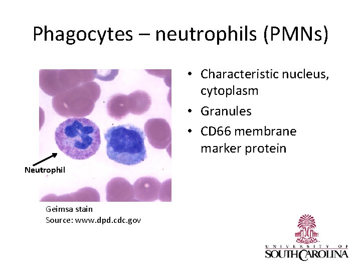 Phagocytes – neutrophils (PMNs) • Characteristic nucleus, cytoplasm • Granules • CD 66 membrane