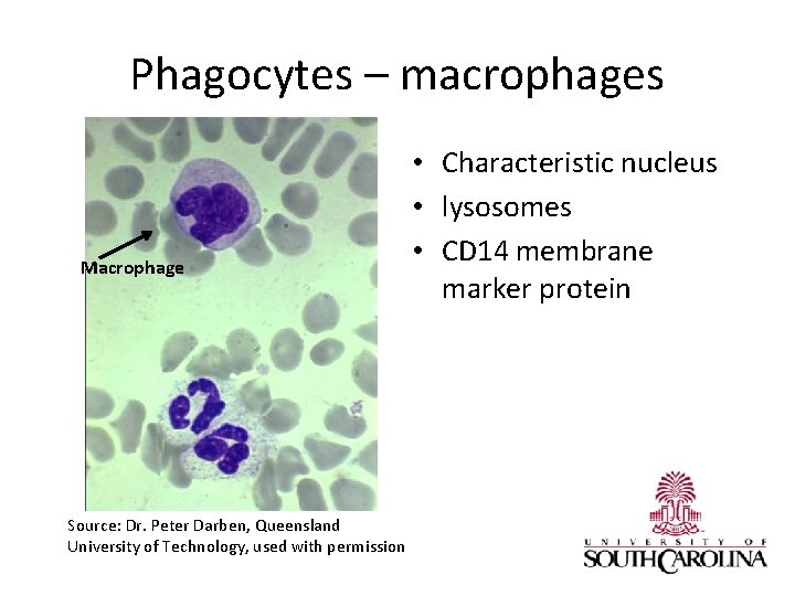 Phagocytes – macrophages Macrophage Source: Dr. Peter Darben, Queensland University of Technology, used with