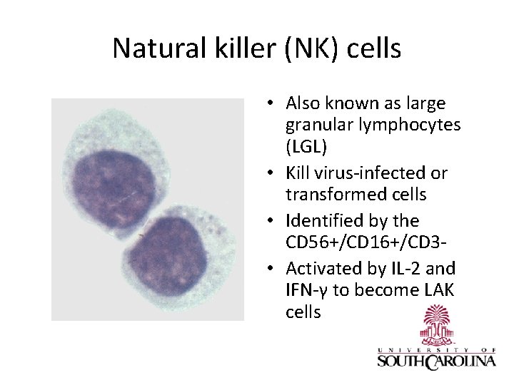 Natural killer (NK) cells • Also known as large granular lymphocytes (LGL) • Kill