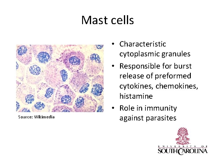 Mast cells Source: Wikimedia • Characteristic cytoplasmic granules • Responsible for burst release of