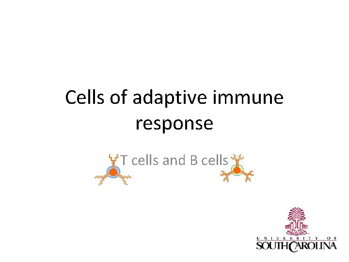 Cells of adaptive immune response T cells and B cells 