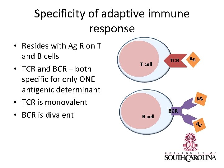 Specificity of adaptive immune response • Resides with Ag R on T and B