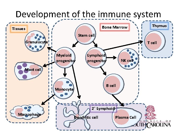 Development of the immune system Bone Marrow Tissues Thymus Stem cell Granulocyte T cell