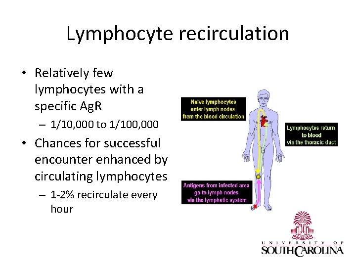 Lymphocyte recirculation • Relatively few lymphocytes with a specific Ag. R – 1/10, 000