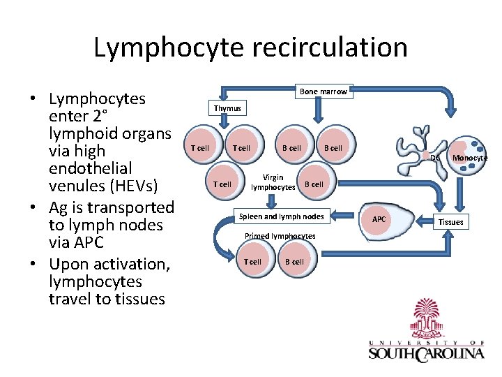 Lymphocyte recirculation • Lymphocytes enter 2° lymphoid organs via high endothelial venules (HEVs) •