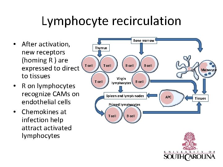 Lymphocyte recirculation • After activation, new receptors (homing R ) are expressed to direct