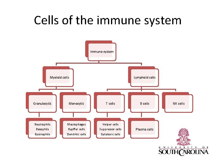 Cells of the immune system Immune system Myeloid cells Lymphoid cells Granulocytic Monocytic T