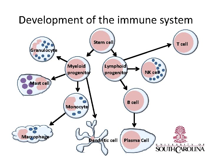 Development of the immune system Stem cell T cell Granulocyte Myeloid progenitor Lymphoid progenitor