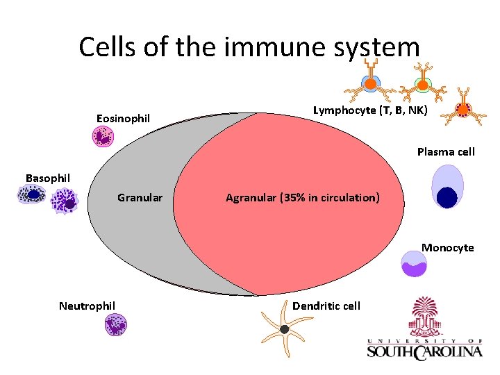 Cells of the immune system Eosinophil Lymphocyte (T, B, NK) Plasma cell Basophil Granular