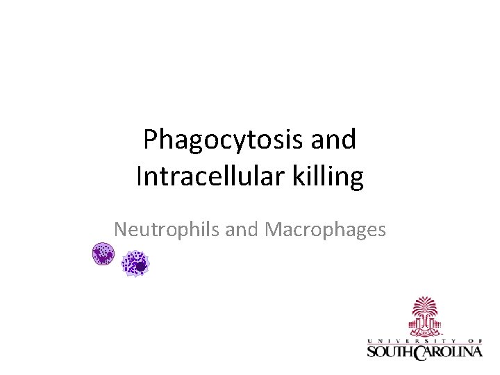 Phagocytosis and Intracellular killing Neutrophils and Macrophages 