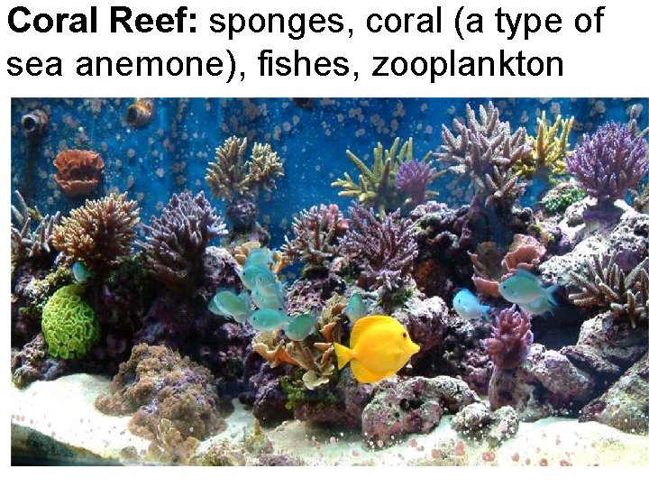 Coral Reef: sponges, coral (a type of sea anemone), fishes, zooplankton 