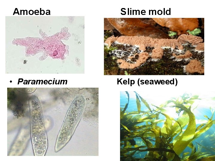 Amoeba • Paramecium Slime mold Kelp (seaweed) 
