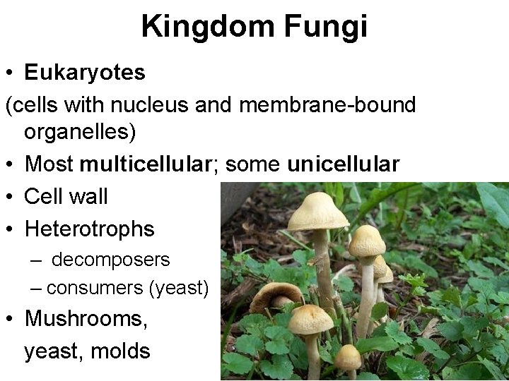 Kingdom Fungi • Eukaryotes (cells with nucleus and membrane-bound organelles) • Most multicellular; some