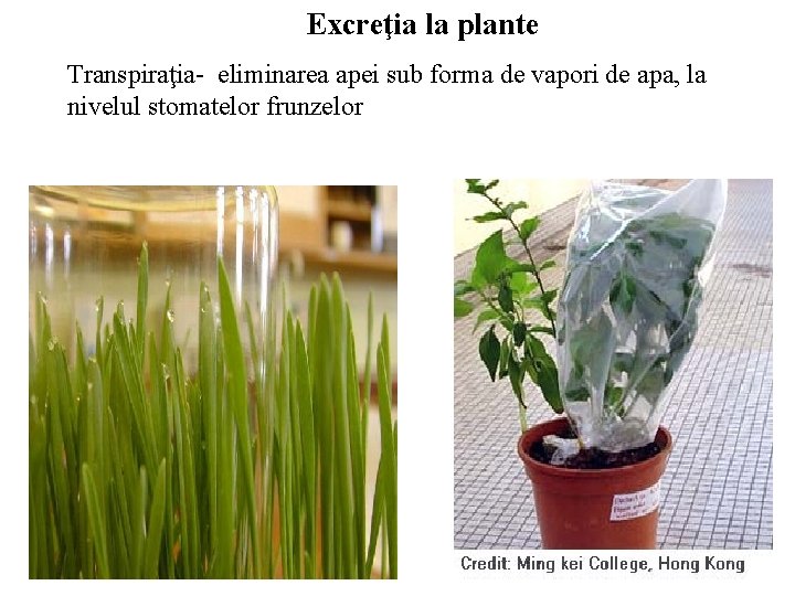 Excreţia la plante Transpiraţia- eliminarea apei sub forma de vapori de apa, la nivelul