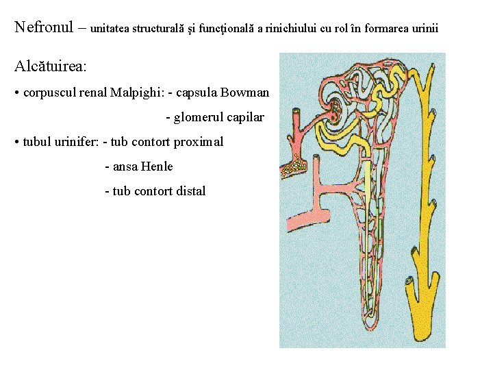 Nefronul – unitatea structurală şi funcţională a rinichiului cu rol în formarea urinii Alcătuirea: