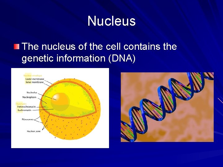 Nucleus The nucleus of the cell contains the genetic information (DNA) 