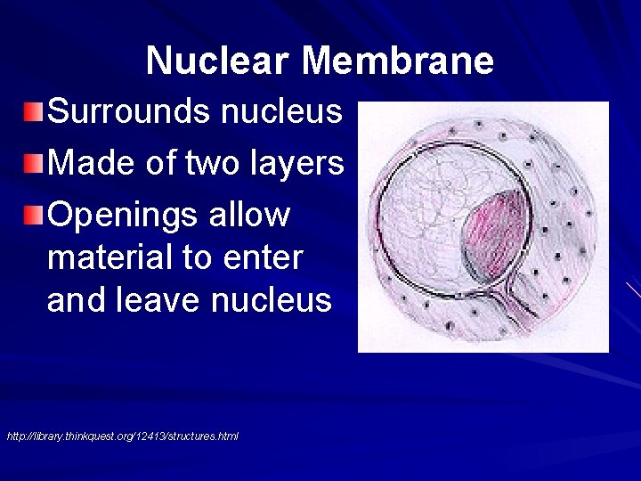 Nuclear Membrane Surrounds nucleus Made of two layers Openings allow material to enter and