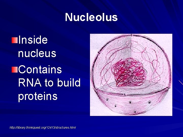 Nucleolus Inside nucleus Contains RNA to build proteins http: //library. thinkquest. org/12413/structures. html 