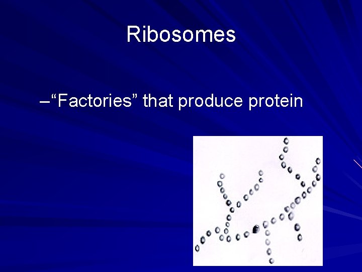 Ribosomes – “Factories” that produce protein 