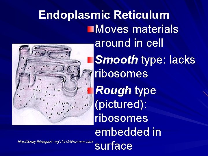 Endoplasmic Reticulum Moves materials around in cell Smooth type: lacks ribosomes Rough type (pictured):