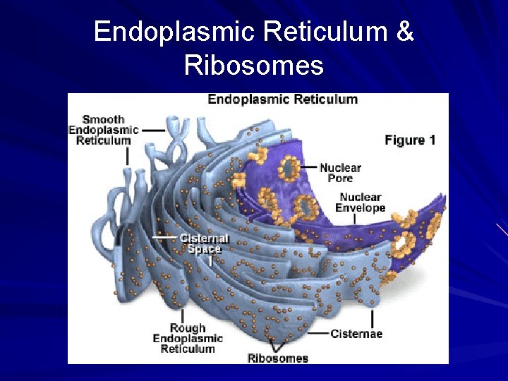 Endoplasmic Reticulum & Ribosomes 