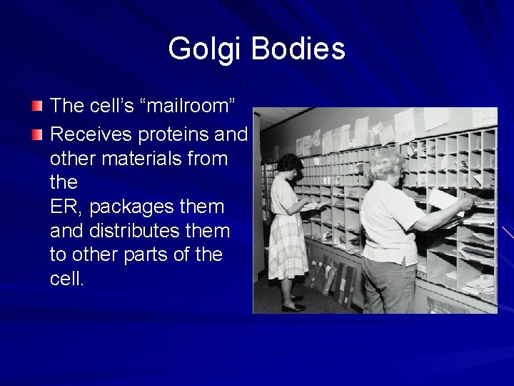 Golgi Bodies The cell’s “mailroom” Receives proteins and other materials from the ER, packages