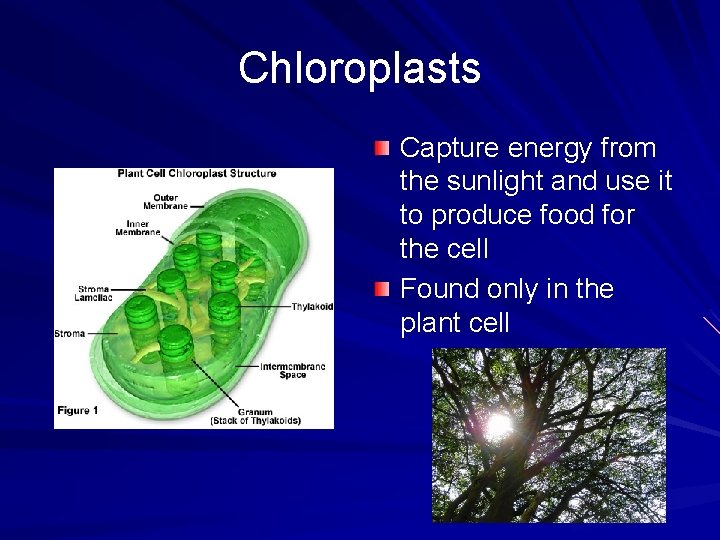 Chloroplasts Capture energy from the sunlight and use it to produce food for the