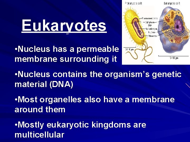 Eukaryotes • Nucleus has a permeable membrane surrounding it • Nucleus contains the organism’s
