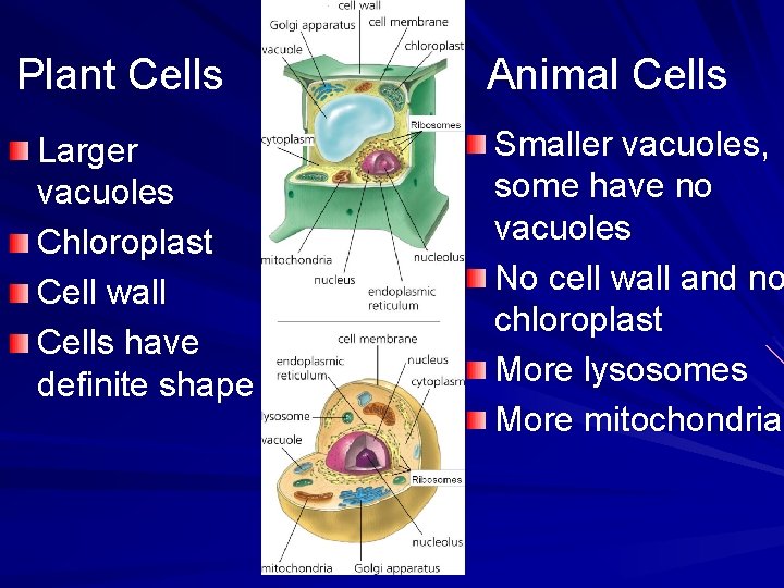 Plant Cells Larger vacuoles Chloroplast Cell wall Cells have definite shape Animal Cells Smaller