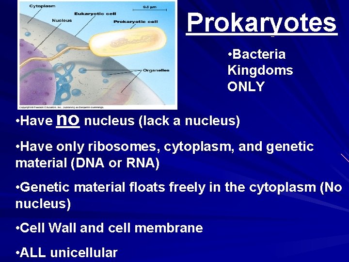 Prokaryotes • Bacteria Kingdoms ONLY • Have no nucleus (lack a nucleus) • Have