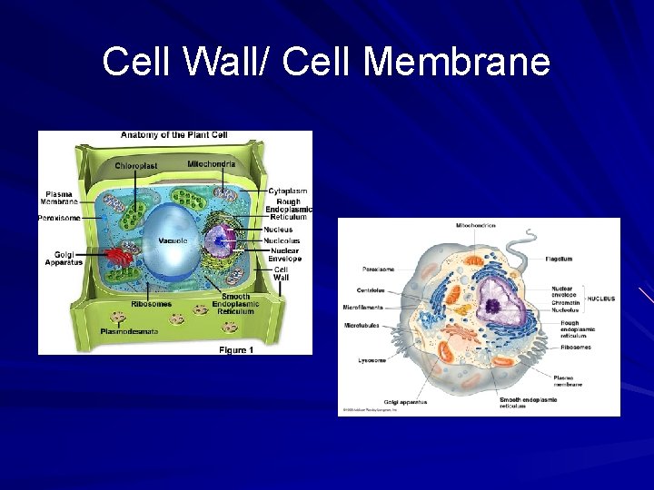Cell Wall/ Cell Membrane 
