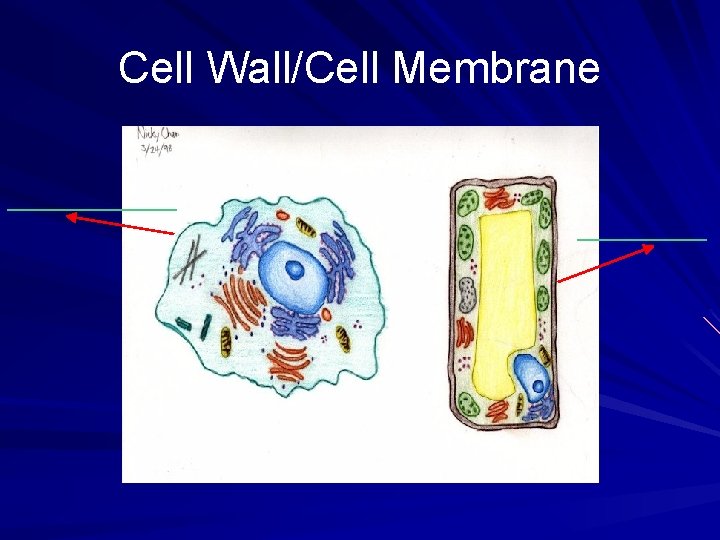 Cell Wall/Cell Membrane _________ 