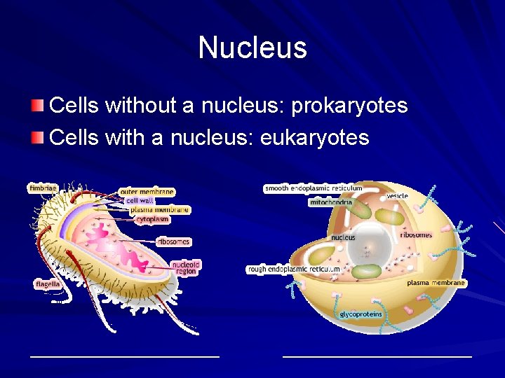 Nucleus Cells without a nucleus: prokaryotes Cells with a nucleus: eukaryotes ___________________________ 