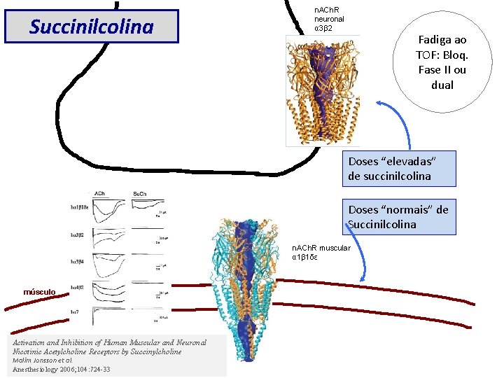 Succinilcolina n. ACh. R neuronal α 3β 2 Fadiga ao TOF: Bloq. Fase II