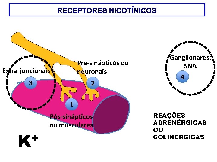 RECEPTORES NICOTÍNICOS Pré-sinápticos ou neuronais Extra-juncionais 3 2 Ganglionares: SNA 4 1 + K