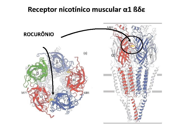 Receptor nicotínico muscular α 1 ßδε ROCURÔNIO 