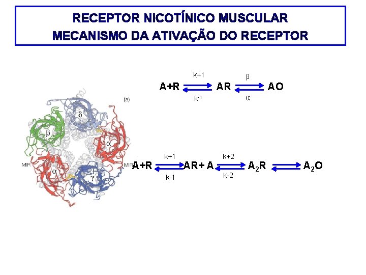 RECEPTOR NICOTÍNICO MUSCULAR MECANISMO DA ATIVAÇÃO DO RECEPTOR k+1 A+R β AR α k-1