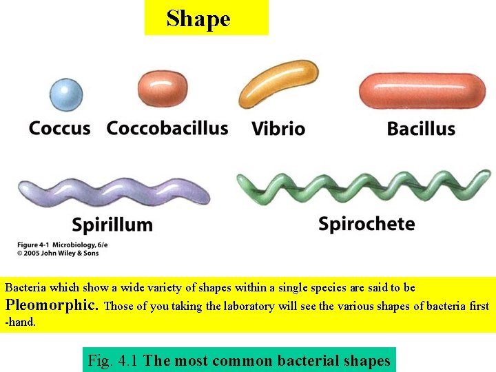  Shape Bacteria which show a wide variety of shapes within a single species