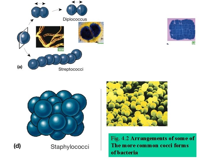 Fig. 4. 2 Arrangements of some of The more common cocci forms of bacteria