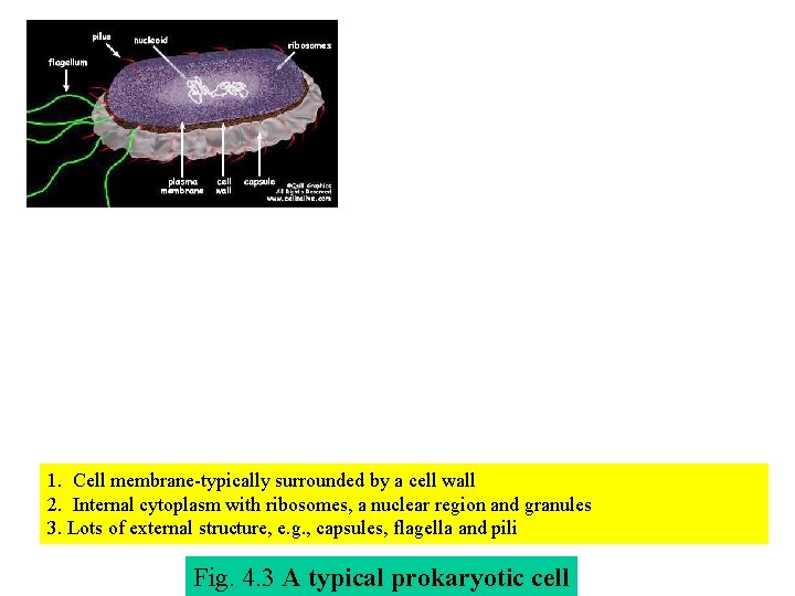 1. Cell membrane-typically surrounded by a cell wall 2. Internal cytoplasm with ribosomes, a