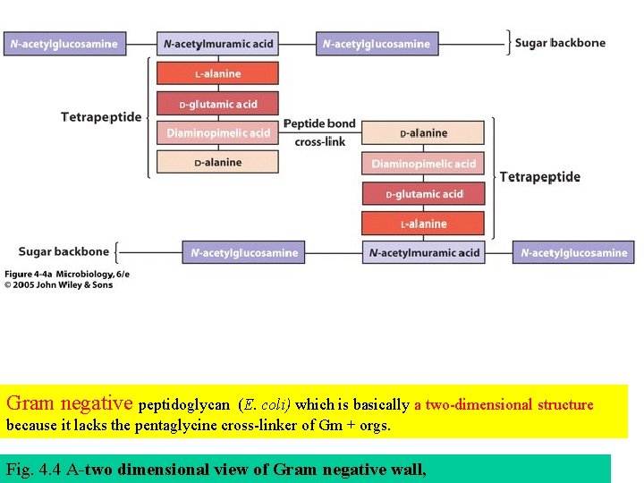 Gram negative peptidoglycan (E. coli) which is basically a two-dimensional structure because it lacks