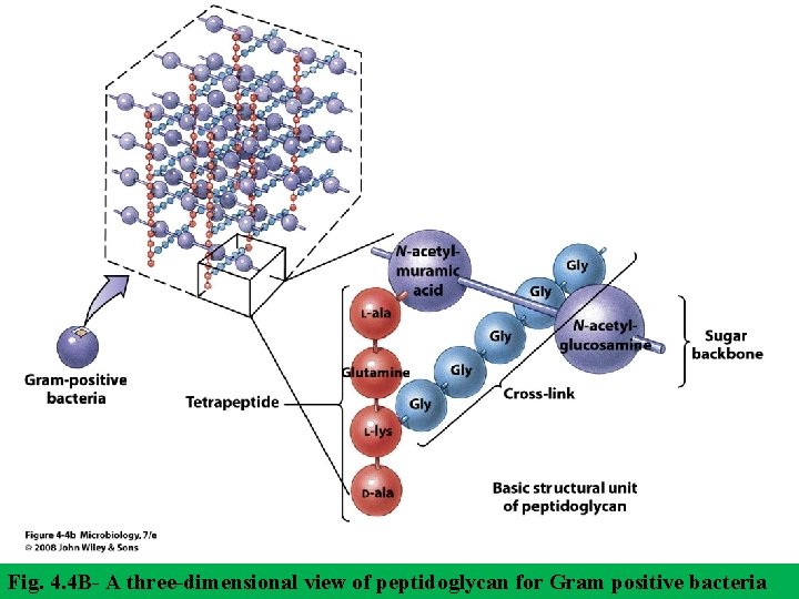 Fig. 4. 4 B- A three-dimensional view of peptidoglycan for Gram positive bacteria 