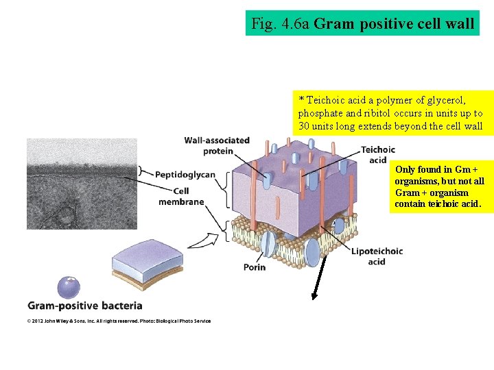Fig. 4. 6 a Gram positive cell wall * Teichoic acid a polymer of