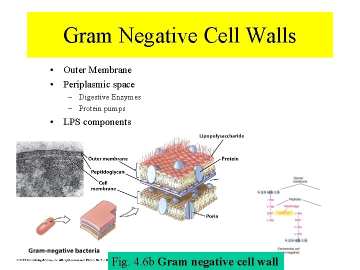 Gram Negative Cell Walls • Outer Membrane • Periplasmic space – Digestive Enzymes –