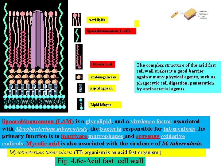 Acyl lipids lipoarabinomannan (LAM) Mycolic acid arabinogalactan peptidoglycan The complex structure of the acid