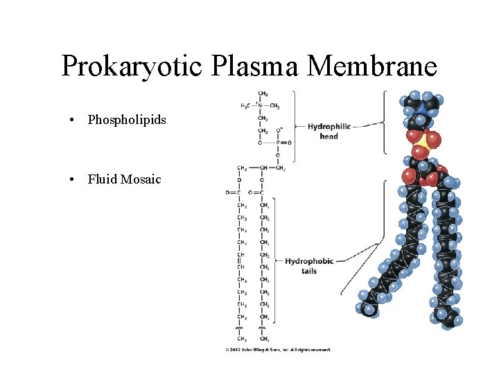 Prokaryotic Plasma Membrane • Phospholipids • Fluid Mosaic 