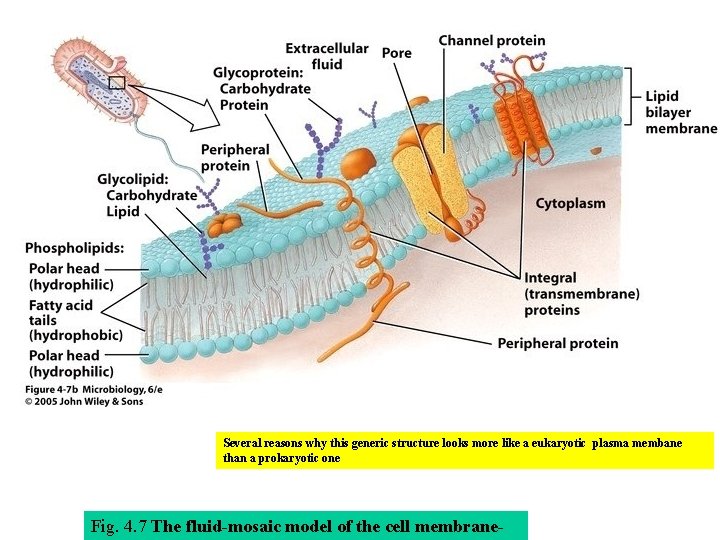 Several reasons why this generic structure looks more like a eukaryotic plasma membane than